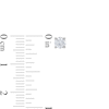 Thumbnail Image 6 of Lab-Grown Diamonds by KAY Solitaire Stud Earrings 1/2 ct tw 14K White Gold (F/SI2)